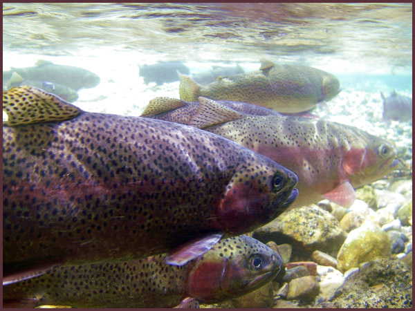 trout underwater