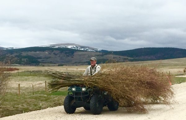 Jim Olson Willow hauling